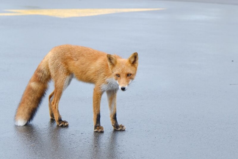 運が良ければキツネがお出迎えしてくれる🦊
