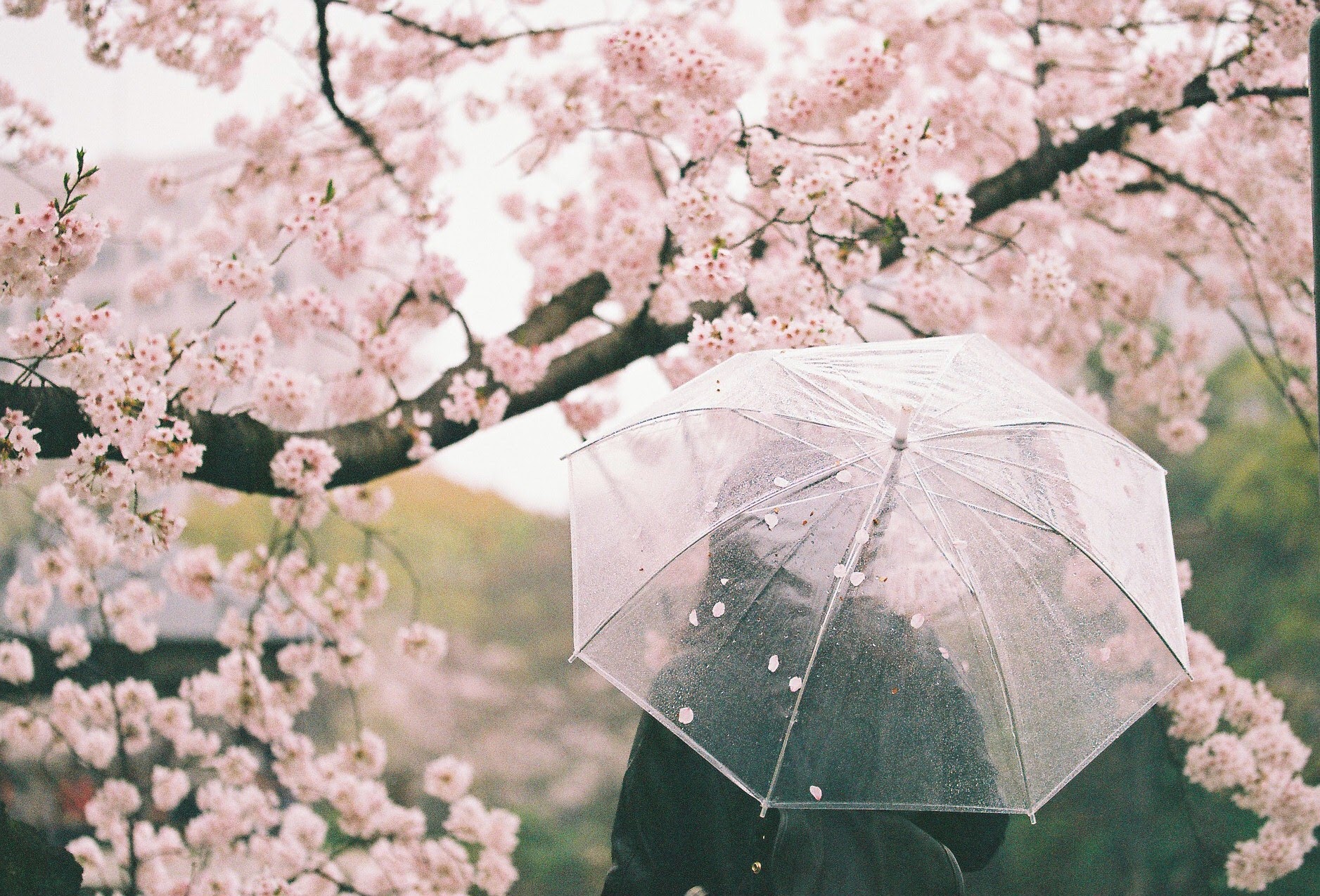 sakura