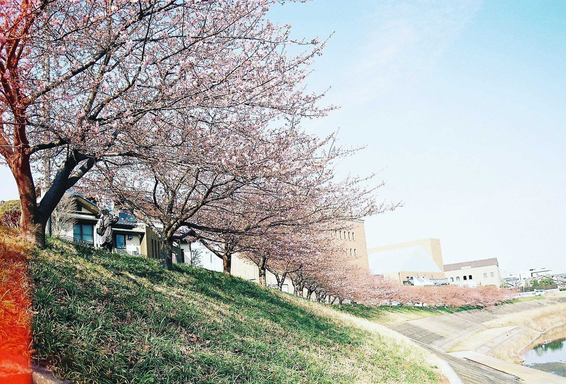 sakura