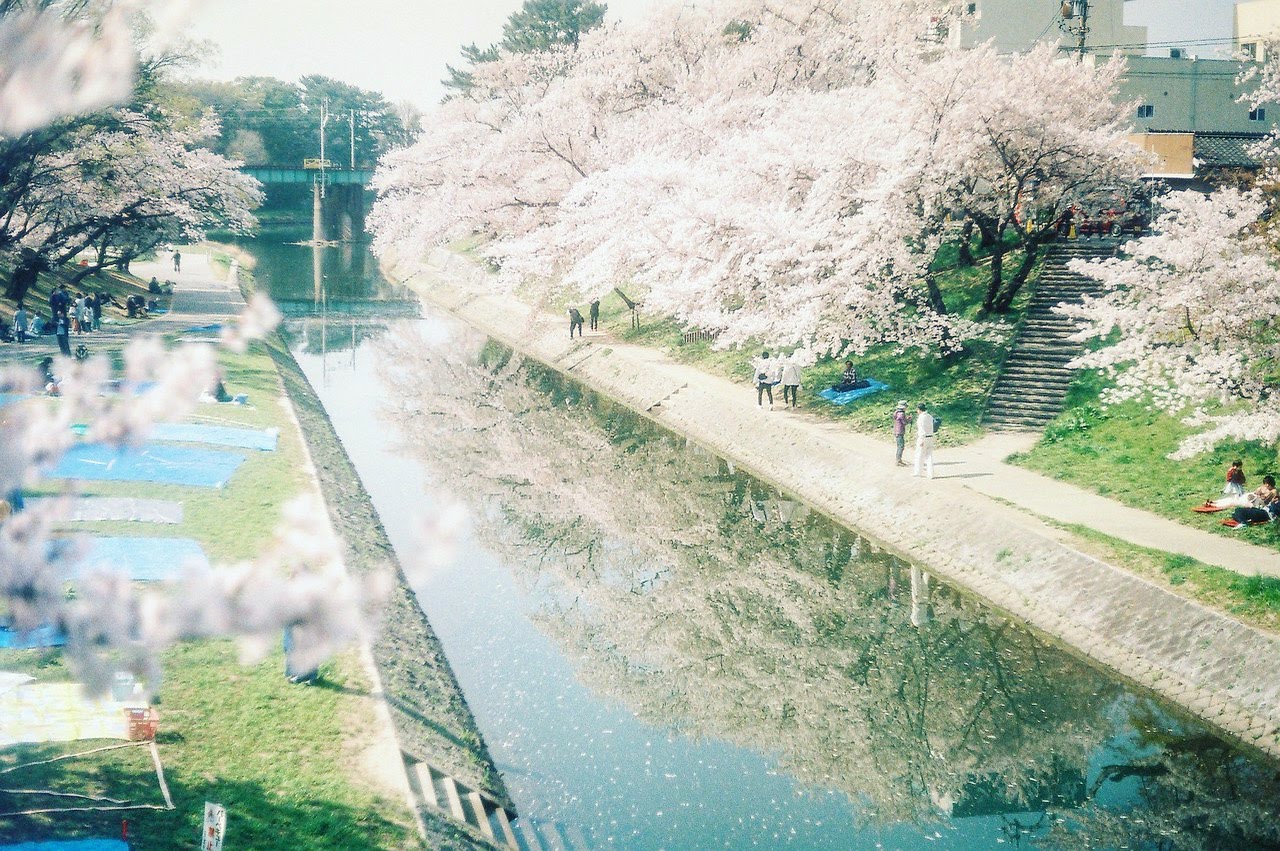 sakura