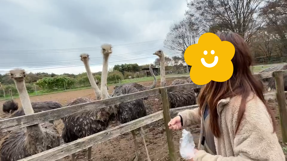 ダチョウ王国