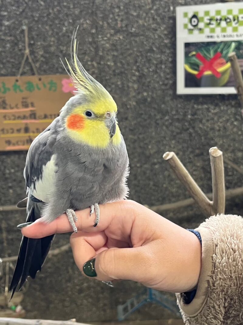インコ